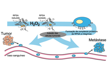 Pros1 Rpsa RPSA was identified for the first time as a hydrogen peroxide sensor ...