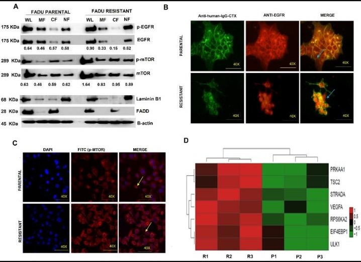 Identification of biomarkers associated with acquired resistance to ...